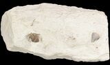 Encrinurus Jini Trilobite - Very Rare #51073-5